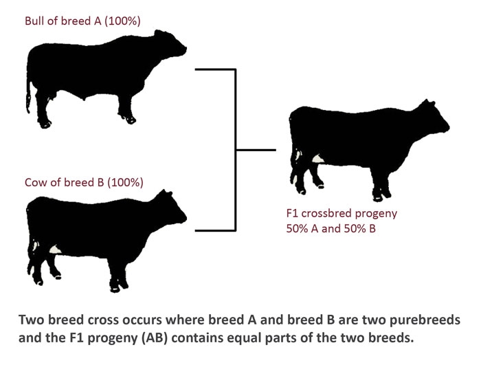 Animal Crossbreeding