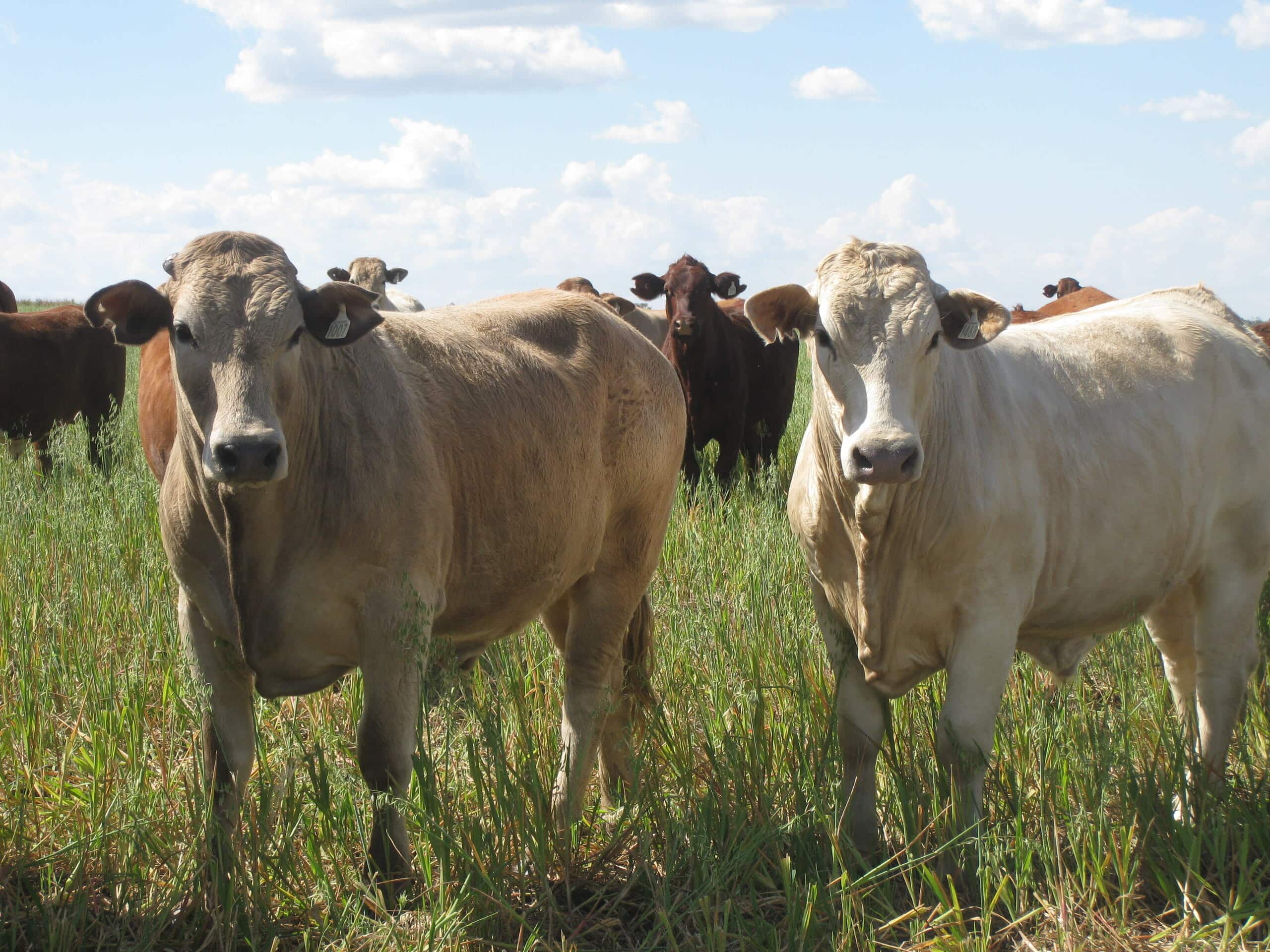 6_11Oats cattle 2