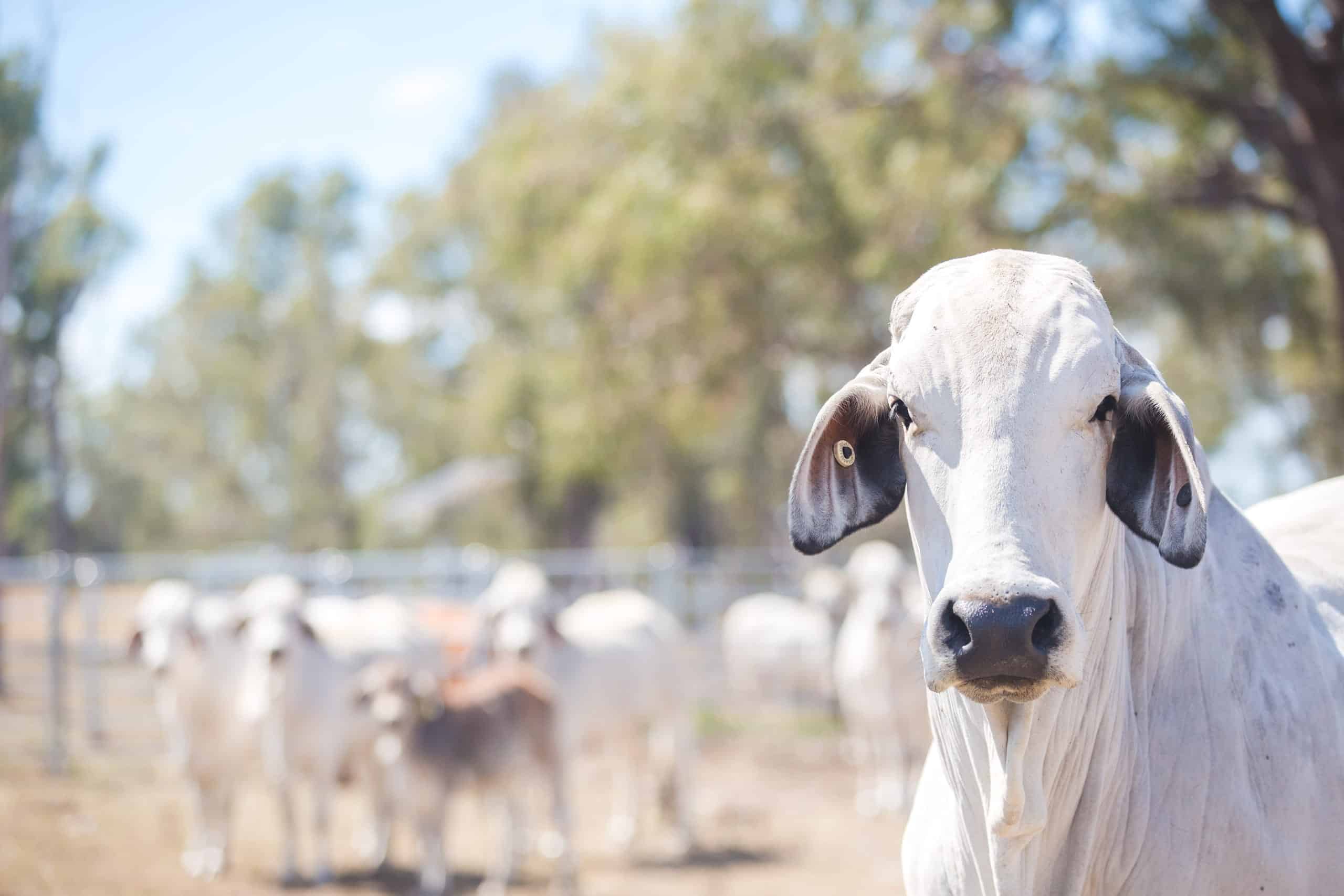 BeefBreedingServices_0074