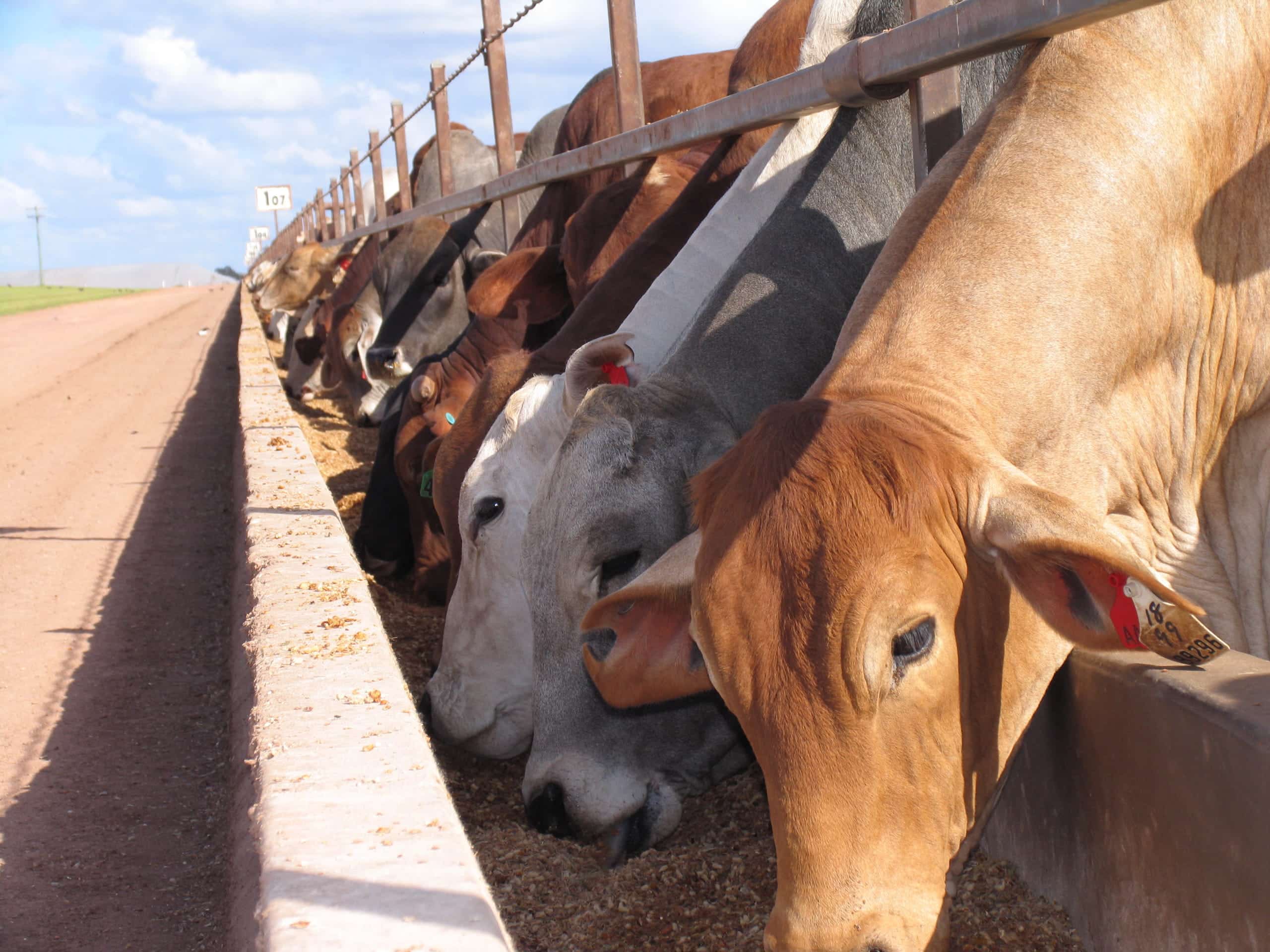 Feedlot cattle - Edmondston (1)