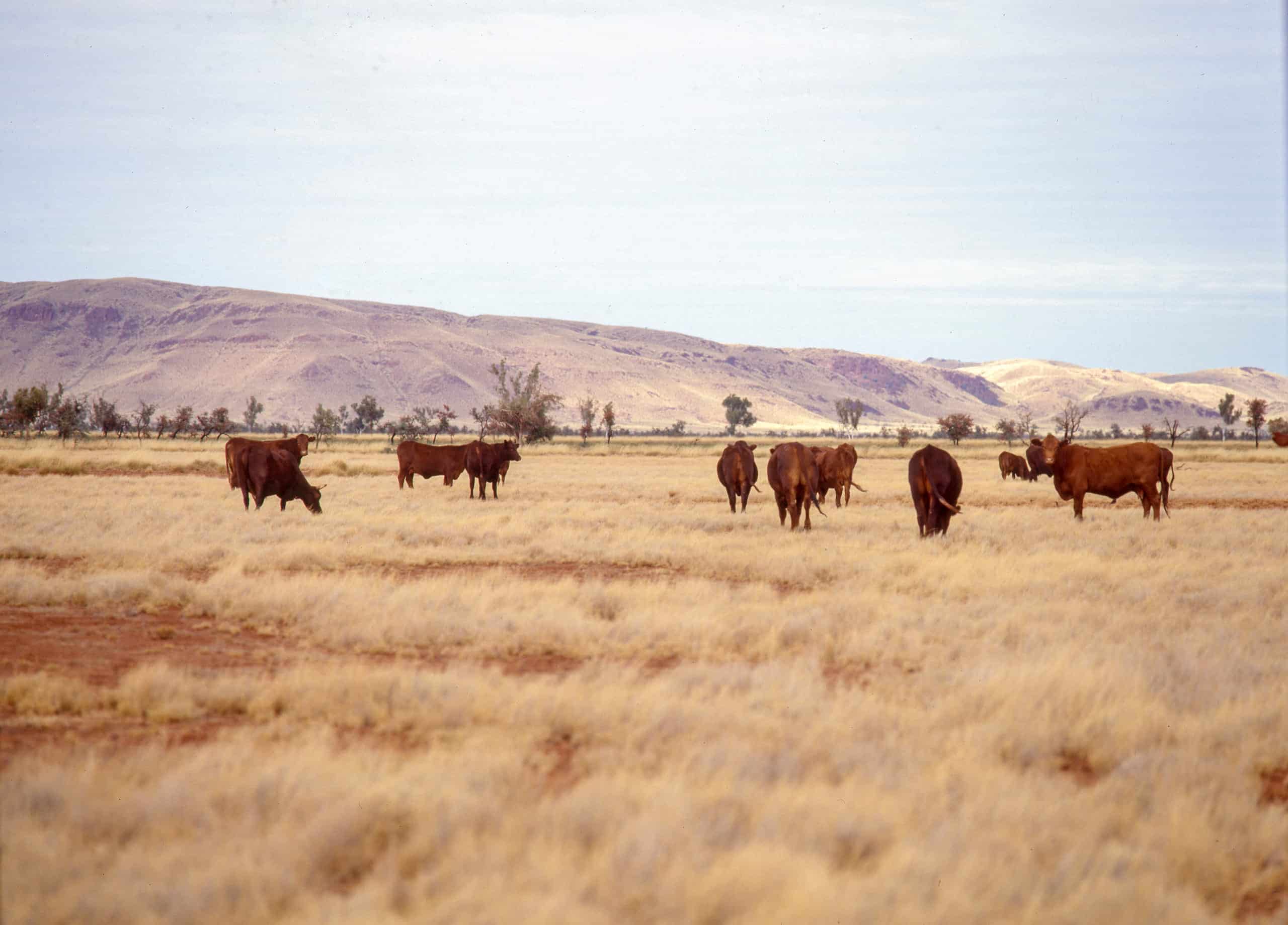 Pilbara 2